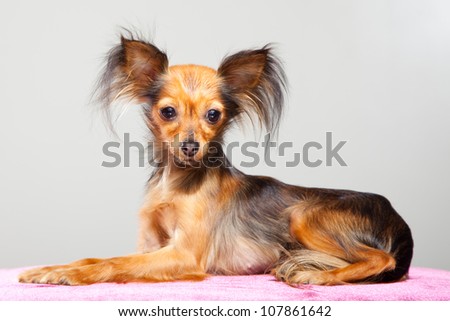 Young pedigree dog of Moscow long-haired toy terrier on pink pillow