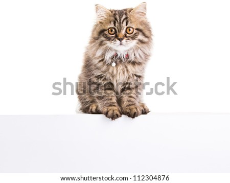 Lovely grey persian kitten holding banner for your text here on isolated white background