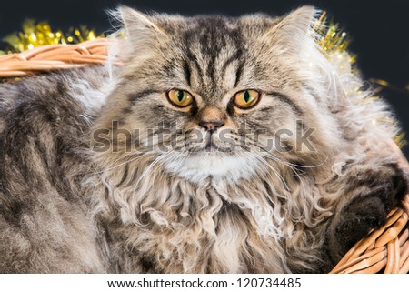 lovely Persian kitten  lying in basket with golden New Year's decoration on black background