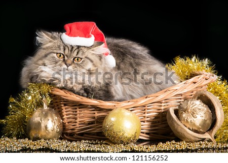 lovely Persian kitten in red cap lying in basket with golden New Year\'s decoration on black background