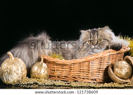 lovely Persian kitten  lying in basket with golden New Year\'s decoration on black background