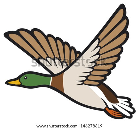 mallard duck flying (bird duck, flying duck)