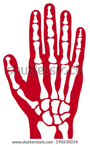 human skeleton hand (human hand bones)