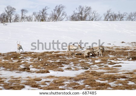 Reindeer herd breeding in Lapland north Sweden in winter