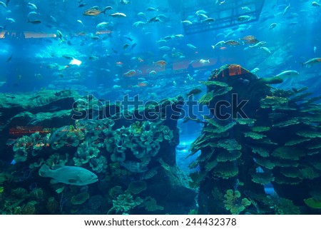 DUBAI, UAE - OCT 13: The Dubai Aquarium & Underwater Zoo on October 13, 2014. The Dubai Aquarium & Underwater Zoo with the 10-million litre tank, located on the Ground Level of The Dubai Mall.