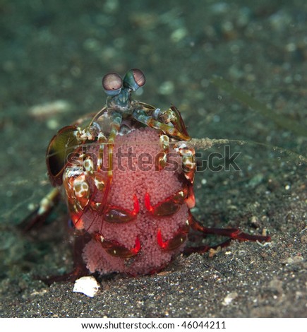 Peacock Mantis Shrimp with eggs