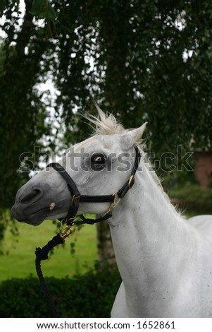 A portrait of an arabian grey horse, rolling it's eyes and looking crazy Stock foto © 