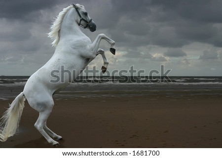 Similar – Image, Stock Photo White horse with pony