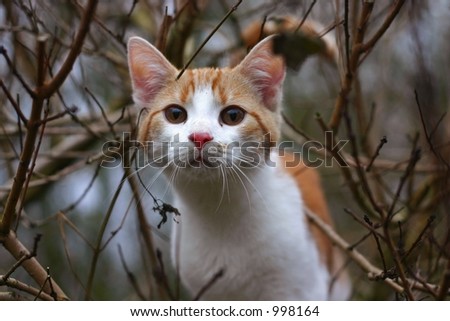 A white and red tabby cat climbed in a (small) tree and is looking carefully climbing down.
