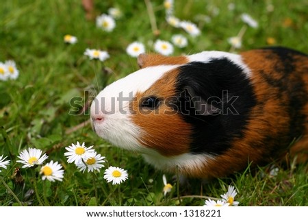 A guinea pig or cavy sitting in a spring field with flowers