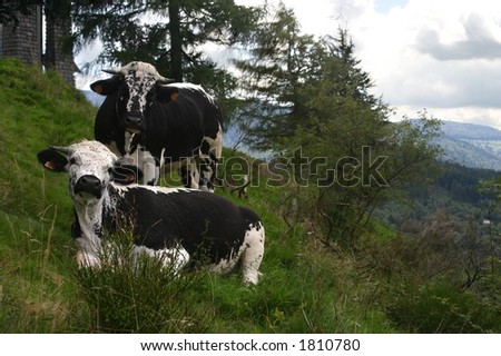 These cows live in the Vosges, the french mountains, they both have the specific skin patterns from that country.