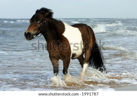 A piebald pony wading through the sea