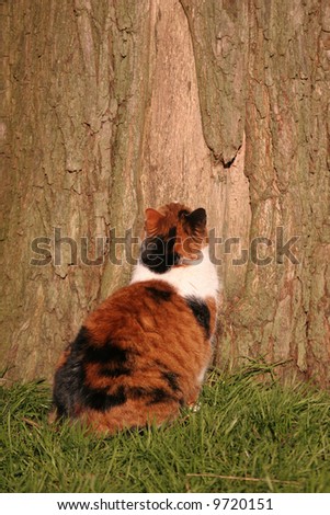 A red, black and white cat waits before a tree.