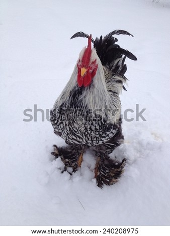 upset rooster chicken standing in the snow