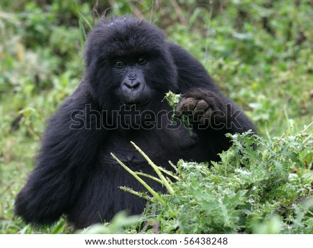young gorilla at volcanoes national park, rwanda