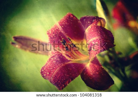 Delicate red daylily after a rain with an artistic texture overlay