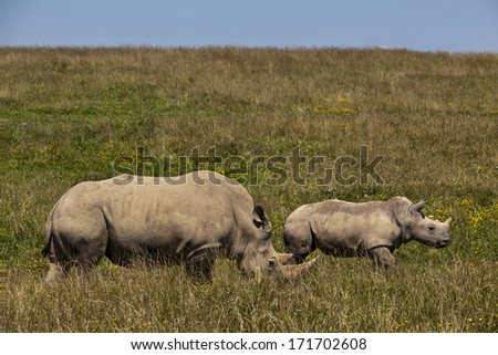 White rhino mother with her baby grazing in the grass.