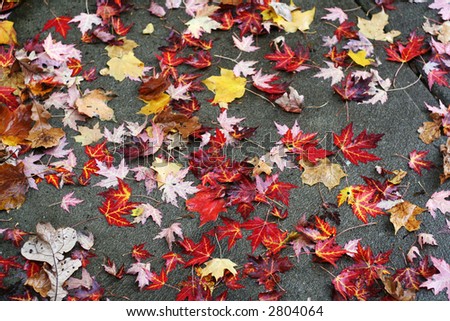 wet leaves on pavement; great fall background...focus is on the foreground
