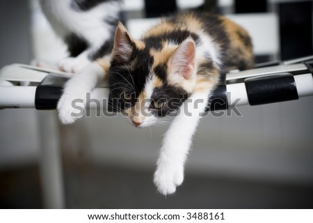 Kitten sprawled on a chair looking lazy