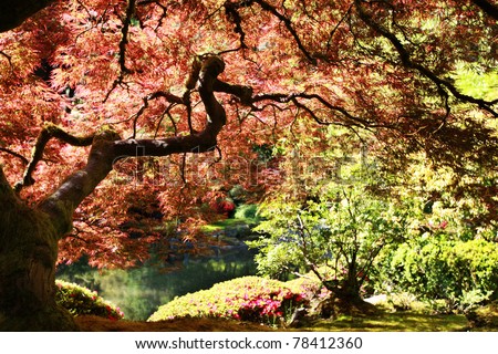 Japanese maple in the Japanese Gardens in Portland, Oregon