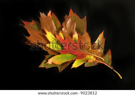 Autumn Cornucopia - colorful leaves on solid background