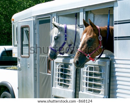 Horses loaded in the trailer, ready for transport.