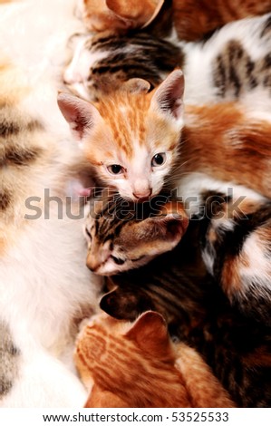 Group of cat