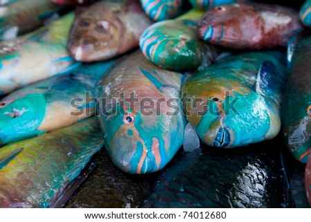 beautiful colorful fish on the counter. i have vertical shot as well
