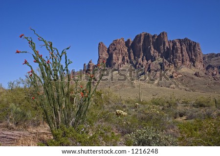 Blooming Ocotillo and the Superstition Mountains - Lost Dutchman State Park - Arizona