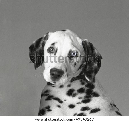 Dalmatian puppy dog with different eyes.