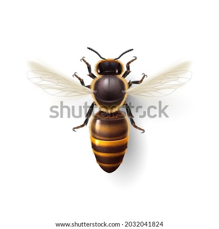 Flying Honey Bee. Insect Symbol for Natural, Healthy and Organic Food Production. Realistic Drawing of a Worker Bee Flying to the Hive, or Apiary. Isolated Top View Icon on White Background