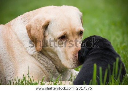 Big labrador dog with little black puppy, laying on grass