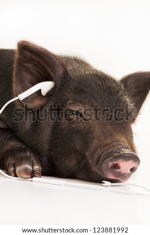 A small potbelly pig with earphones in the ears.