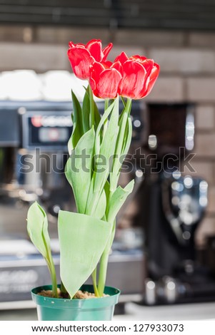 Beautiful red tulips on the counter are being photographed from different angles.