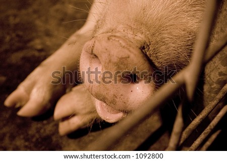 pink pig nose