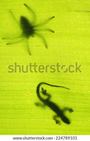 Silhouette of big spider hunting a gecko lizard on a green tropical leaf viewed from underneath in the sunshine.