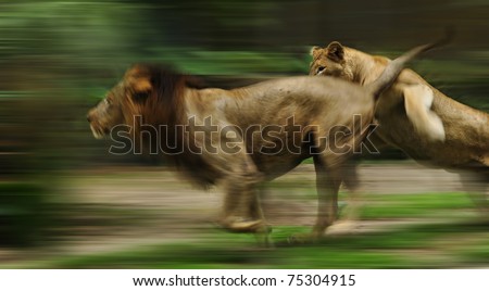 The slow motion of the running lions in forest