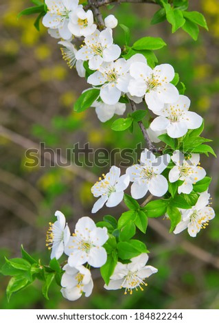 White cherry flowers on branch, blossom spring tree with green leaves