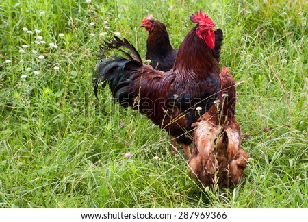 Rooster and hens on farm yard grass, nature photo
