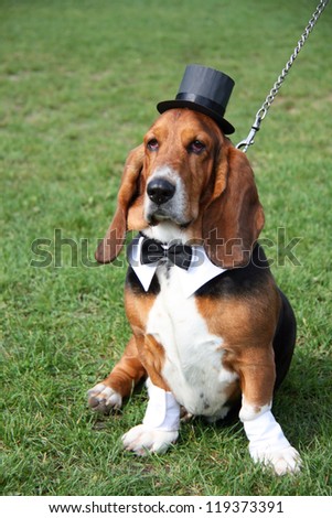 Gentleman basset hound wearing old-fashioned black hat and tie like a gentleman on the green grass