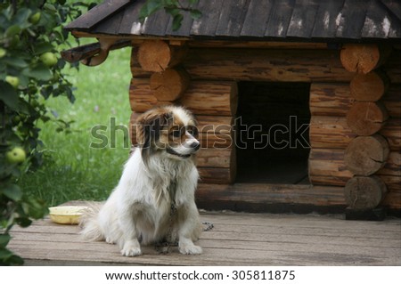 Lonely dog watching out near his doghouse