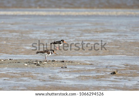 Similar – Foto Bild Austern im Wattenmeer