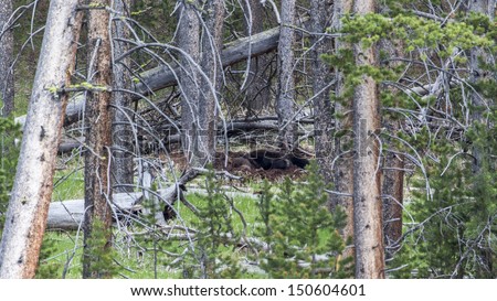 Grizzly Bear laying in a forrest, Yellowstone National Park