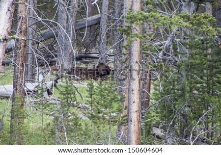 Grizzly Bear laying in a forrest, Yellowstone National Park
