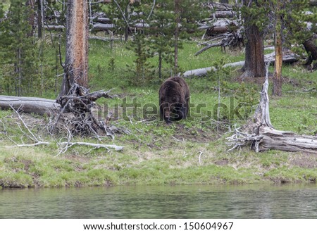 Grizzly Bear, Yellowstone National Park