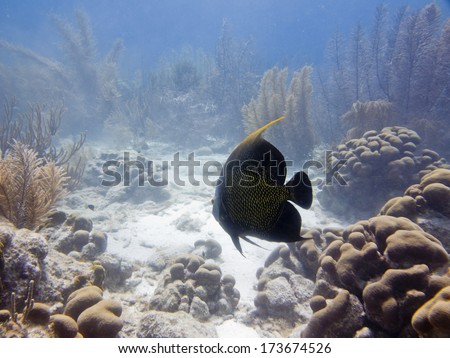 French Angelfish in a reef, Dutch Caribbean, Bonaire