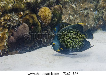 Two French Angelfishes in a reef, Dutch Caribbean, Bonaire
