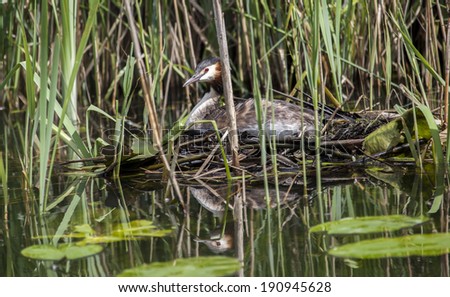 A Great Crested Grebe (Podiceps cristatus) on a nest, the Netherlands