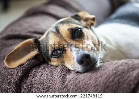 Boerenfox, mix fox terrier and parson terrier, Close-up