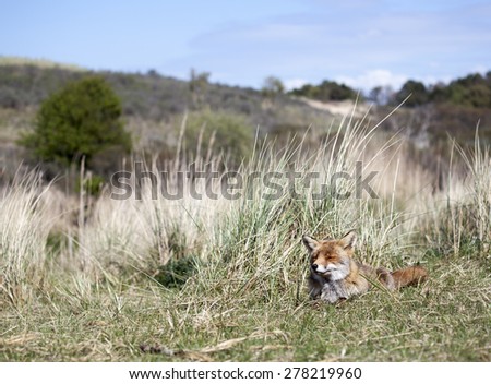 Red fox laying in the dunes, Amsterdamse waterleiding duinen, the Netherlands